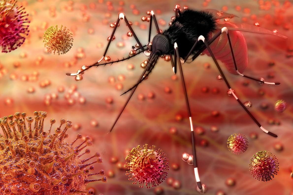 mosquito causes zika virus